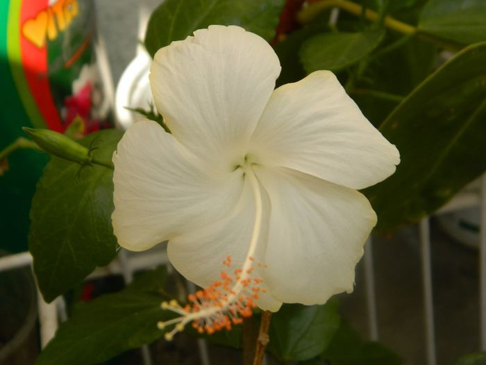 Fiji - hibiscusi de vara si altele