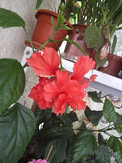 24.08.2013 - Hibiscus 2013