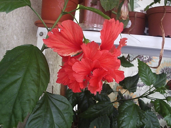 24.08.2013 - Hibiscus 2013