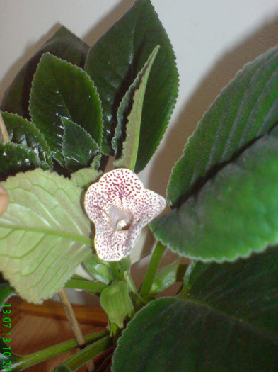 DSC07468 - aaaa Sinningii 2013