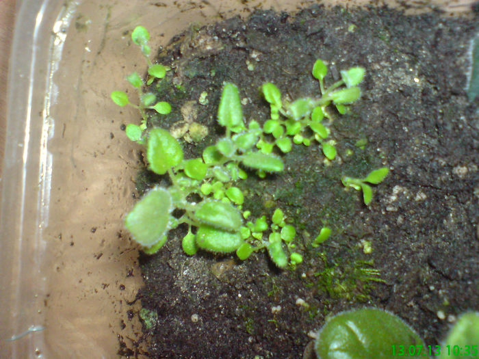 DSC07471 - aaaa Sinningii 2013