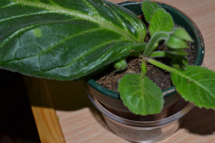 DSC_0210 - aaaa Sinningii 2013