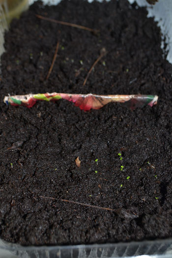 DSC_0211 (31) - aaaa Sinningii 2013