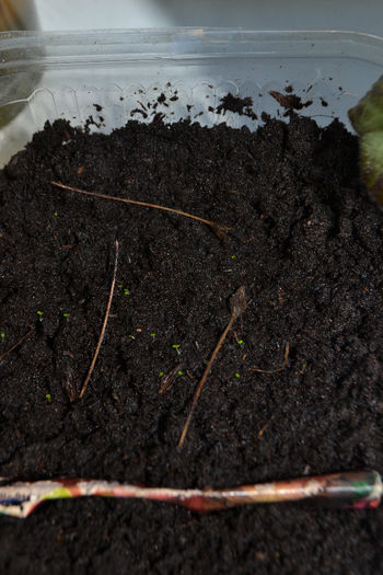 DSC_0212 - aaaa Sinningii 2013