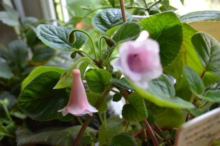 DSC_2726 - aaaa Sinningii 2013