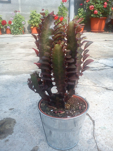 Euphorbia trigona