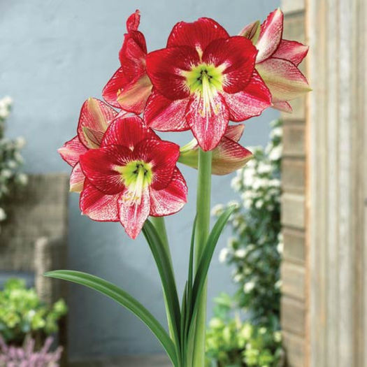 flamenco queen; amaryllis Flamenco Queen
