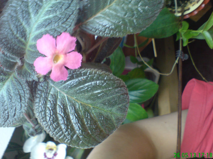 DSC07074 - aaaaa Episcia 2013