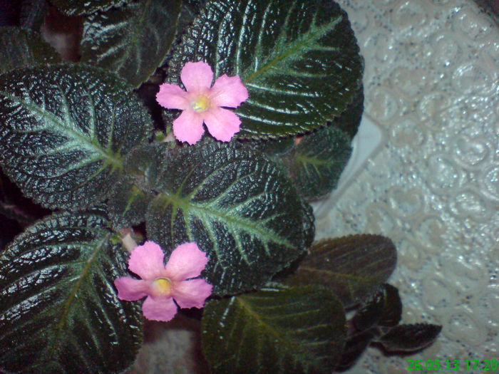 DSC07077 - aaaaa Episcia 2013