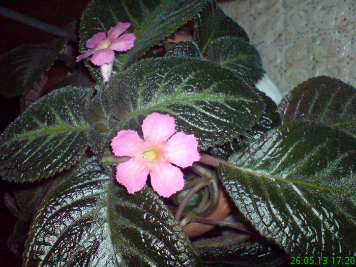 DSC07078 - aaaaa Episcia 2013