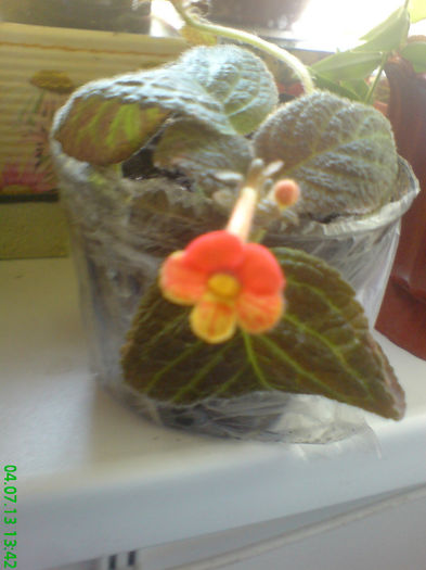 DSC07399 - aaaaa Episcia 2013