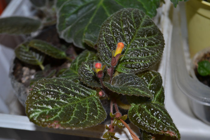 DSC_0207 - aaaaa Episcia 2013