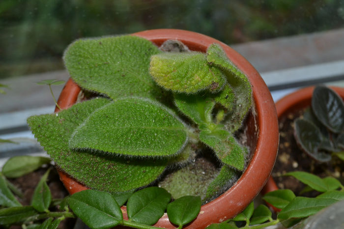 DSC_0208 - aaaaa Episcia 2013