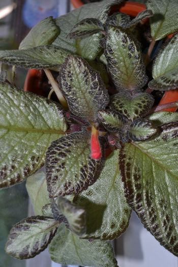 DSC_0214 - aaaaa Episcia 2013