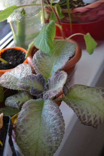 DSC_0215 - aaaaa Episcia 2013