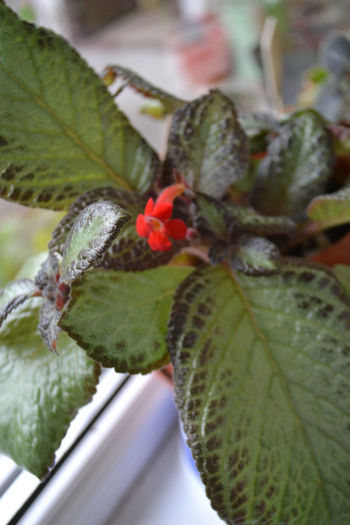 DSC_0219 - aaaaa Episcia 2013