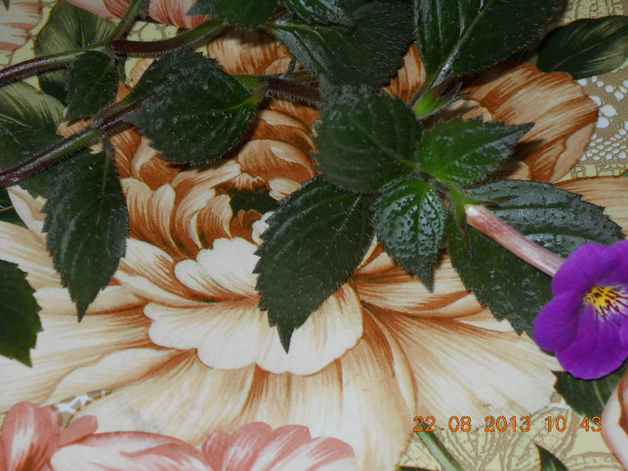 roses  dybles- sub aceasta denumire am cumparat rizom - AUGUST 2013