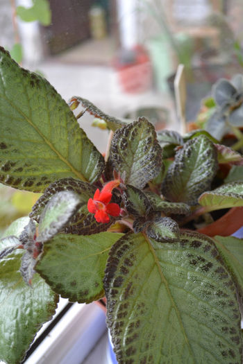 DSC_0221 - aaaaa Episcia 2013