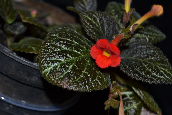 DSC_2176 - aaaaa Episcia 2013