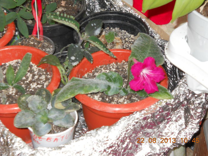 streptocarpus - AUGUST 2013