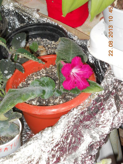 013 - AUGUST 2013