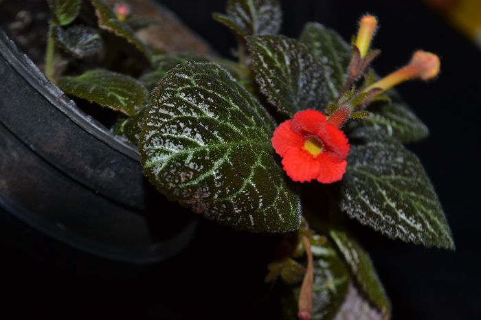 DSC_2177 - aaaaa Episcia 2013