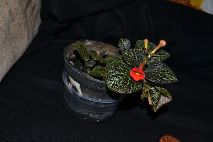 DSC_2178 - aaaaa Episcia 2013