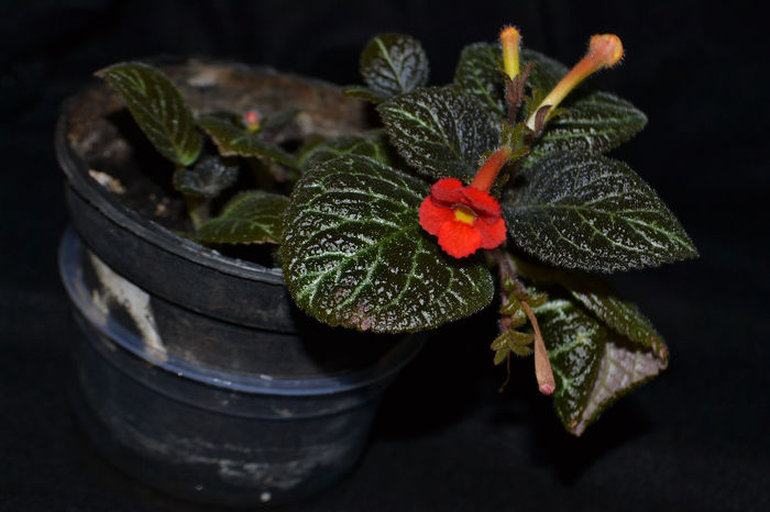 DSC_2179 - aaaaa Episcia 2013