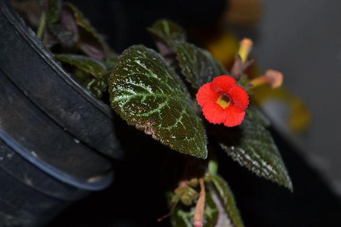 DSC_2180 - aaaaa Episcia 2013