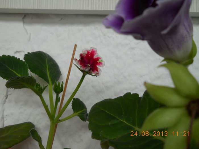 036 - AUGUST 2013