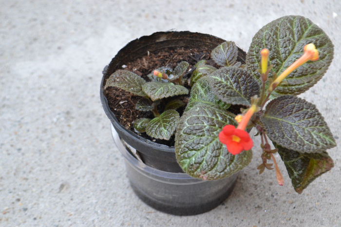 DSC_2199 - aaaaa Episcia 2013