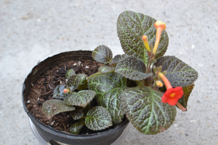 DSC_2200 - aaaaa Episcia 2013