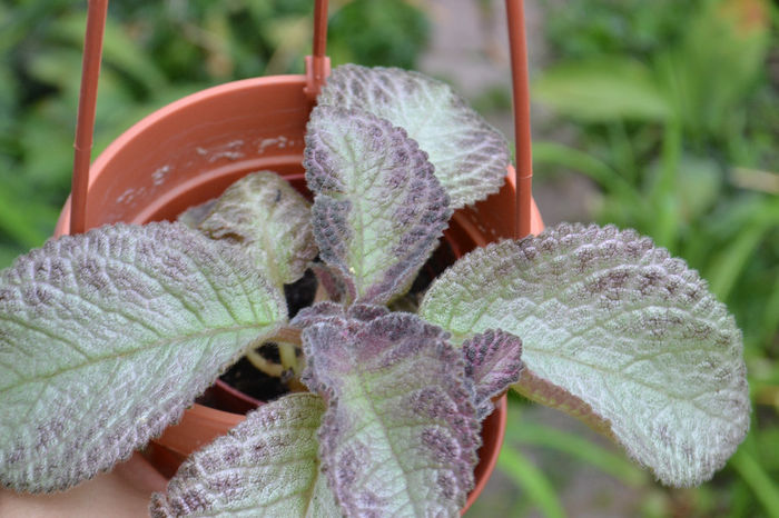 DSC_2203 - aaaaa Episcia 2013