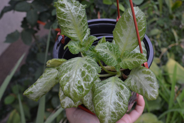 DSC_2206 - aaaaa Episcia 2013