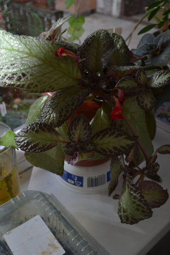 DSC_2210 - aaaaa Episcia 2013