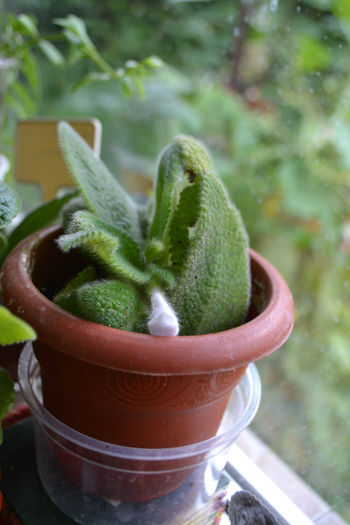 DSC_2211 - aaaaa Episcia 2013