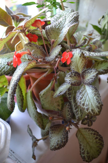 DSC_2733 - aaaaa Episcia 2013