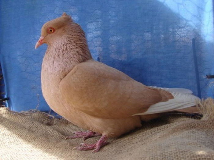 461