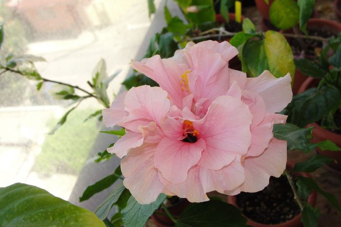 hibiscus Clasic Pink