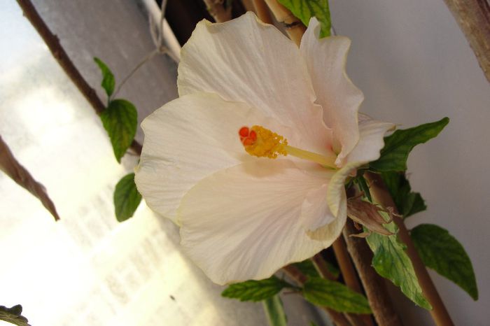 hibiscus Tokio