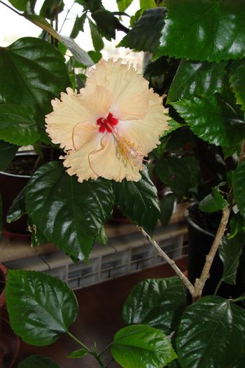 hibiscus Sprinkle Rain