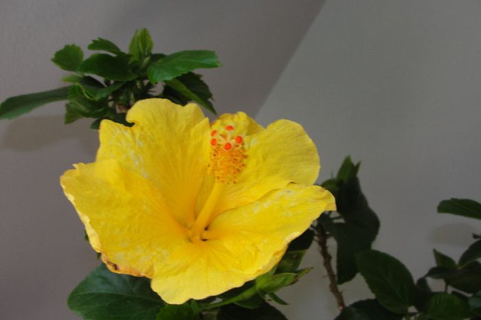 hibiscus Havana ?