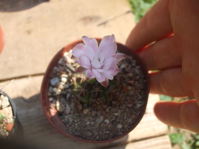 Gymnocalycium