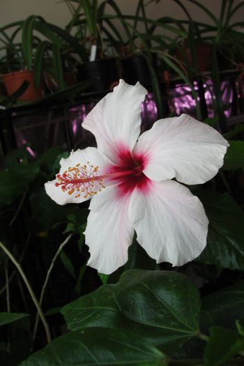 hibiscus Apple Bloosom