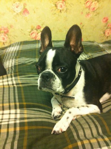 domnul fie cu tine Boss