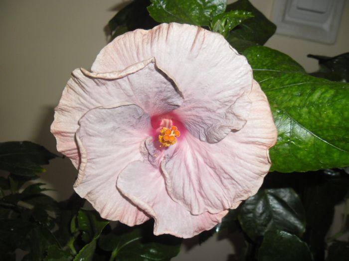 Tahitian Lavander Frolic