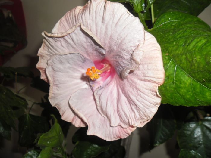 Tahitian Lavander Frolic - Hibiscus 2013-2