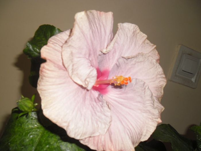 Tahitian Lavander Frolic