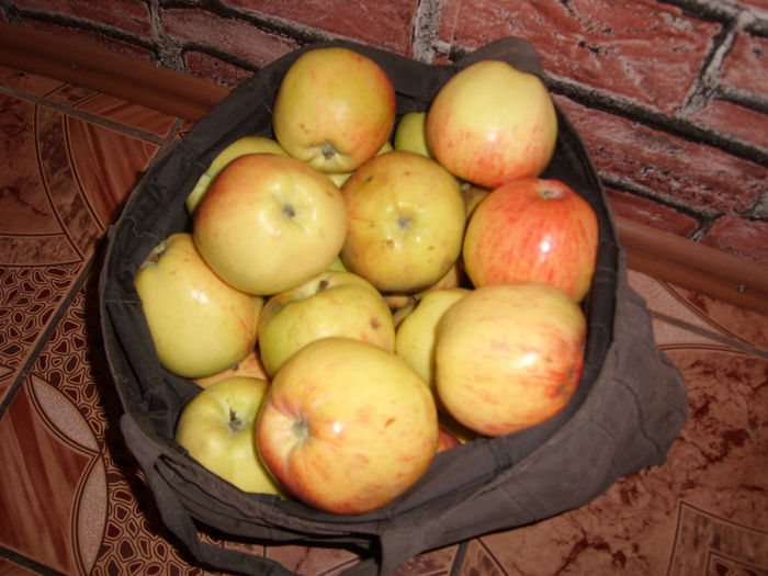 SL276073 - pomi altoiti si fructe