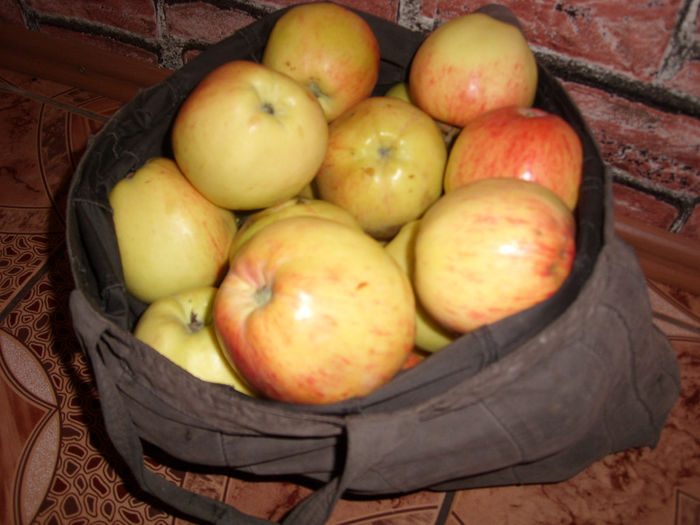 SL276074 - pomi altoiti si fructe